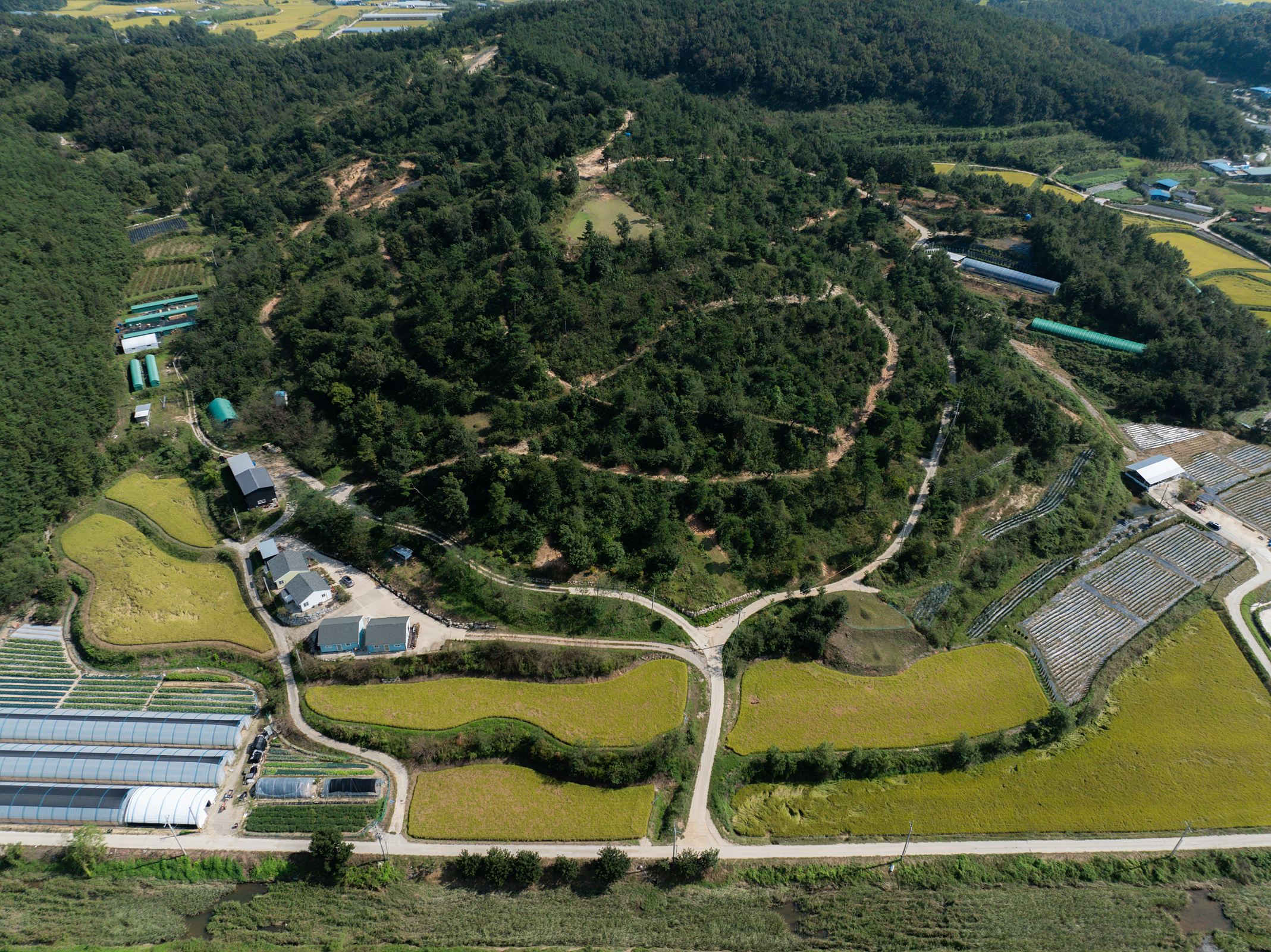 Uiseong Bonatree