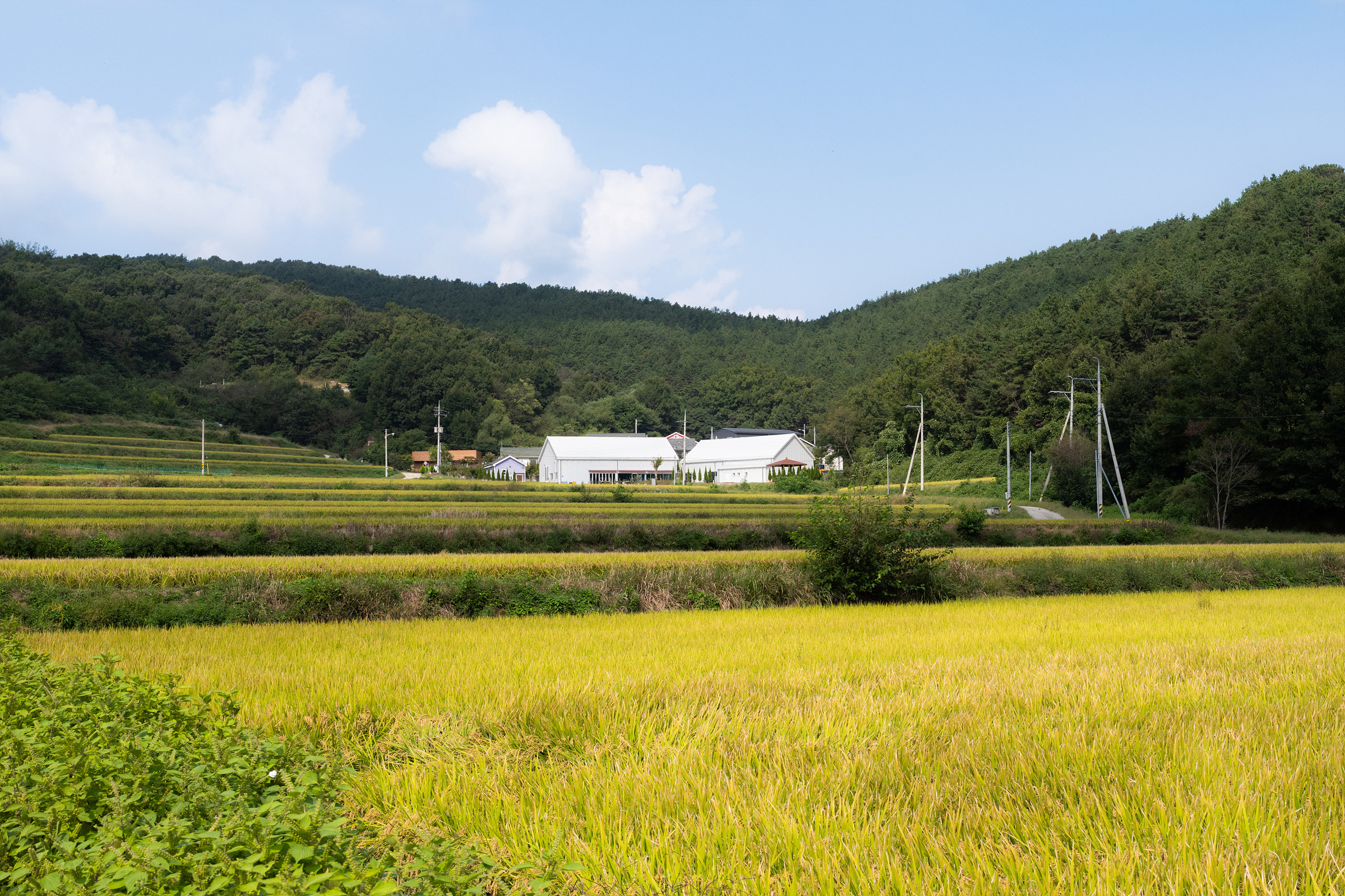 Uiseong Bonatree